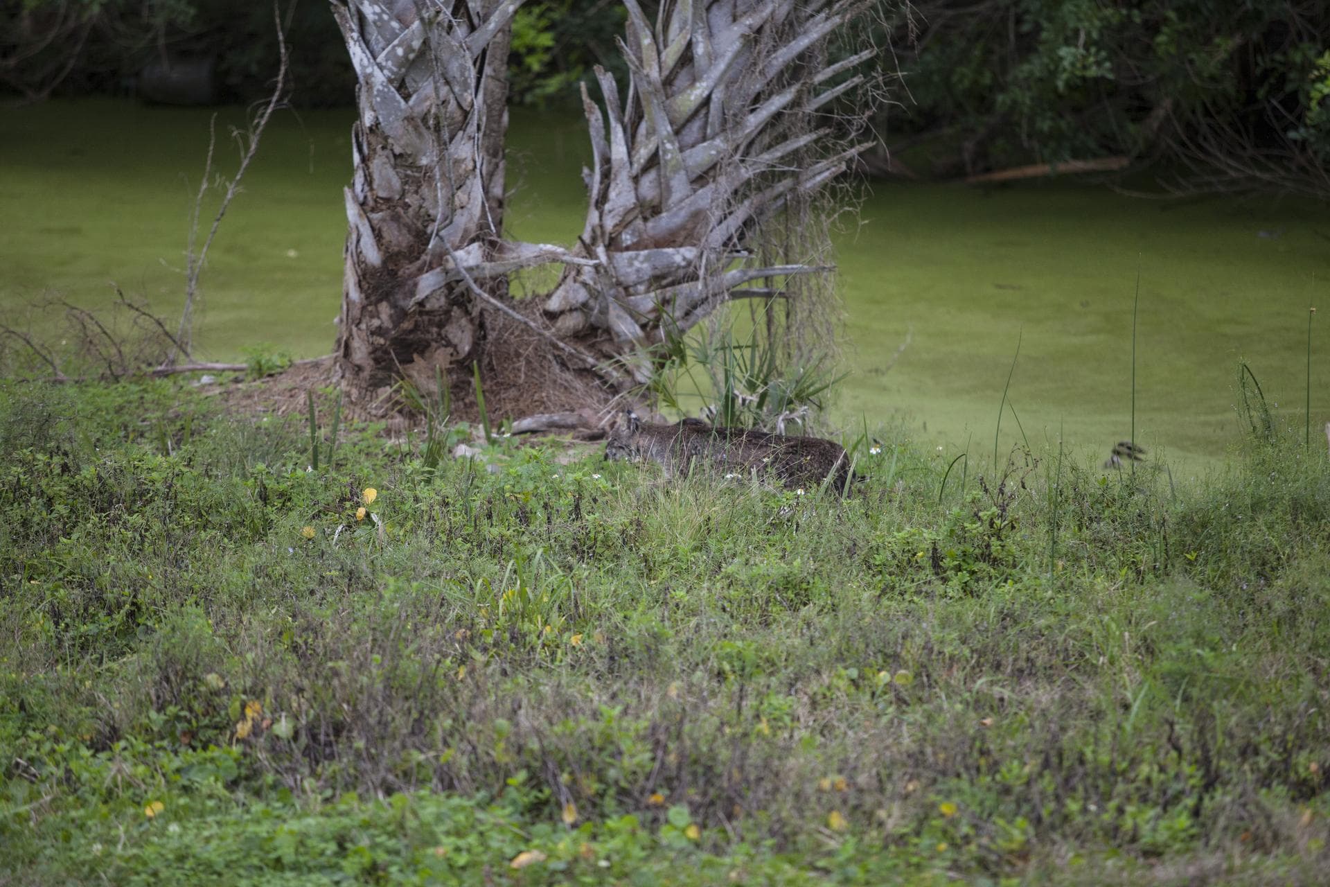 CAPE CANAVERAL, Fla. – A bobcat walks along a canal near the NASA News Center at Kennedy Space Center in Florida. The center shares a boundary with the Merritt Island National Wildlife Refuge. The ref