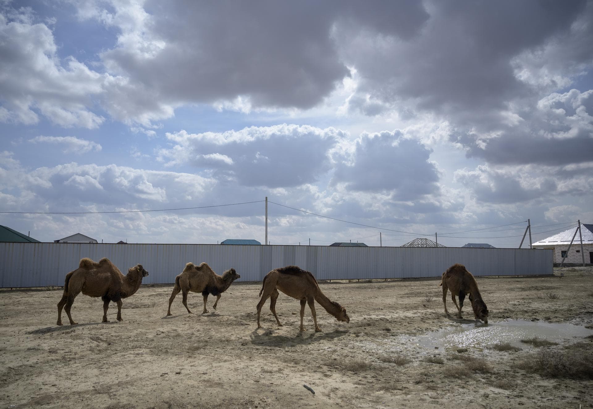 Camels are spotted as NASA team members arrive in Baikonur, Kazakhstan in advance of the launch of Expedition 65 crewmembers Mark Vande Hei of NASA, Pyotr Dubrov and Oleg Novitskiy of Roscosmos, Monda