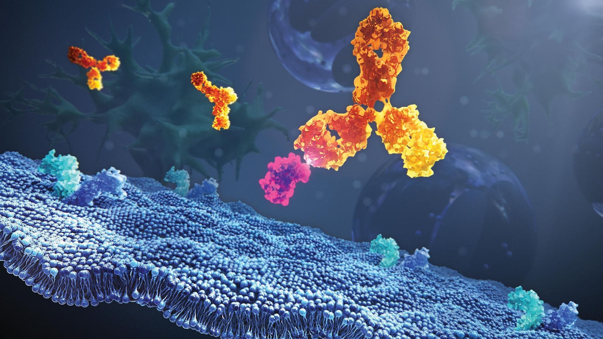 jsc2019e039826 (7/27/2017) --- This preflight image shows a monoclonal antibody binding to a ligand in the inter-cellular space. Monocronal antibodies can fight a wide range of diseases by very select