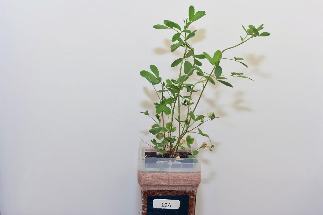Alfalfa (Medicago sativa) grown with nitrogen during preflight testing as part of Dissecting Beneficial Plant-Microbe Interactions and their Efficacy in the ISS Spaceflight Environment, a Model Study 