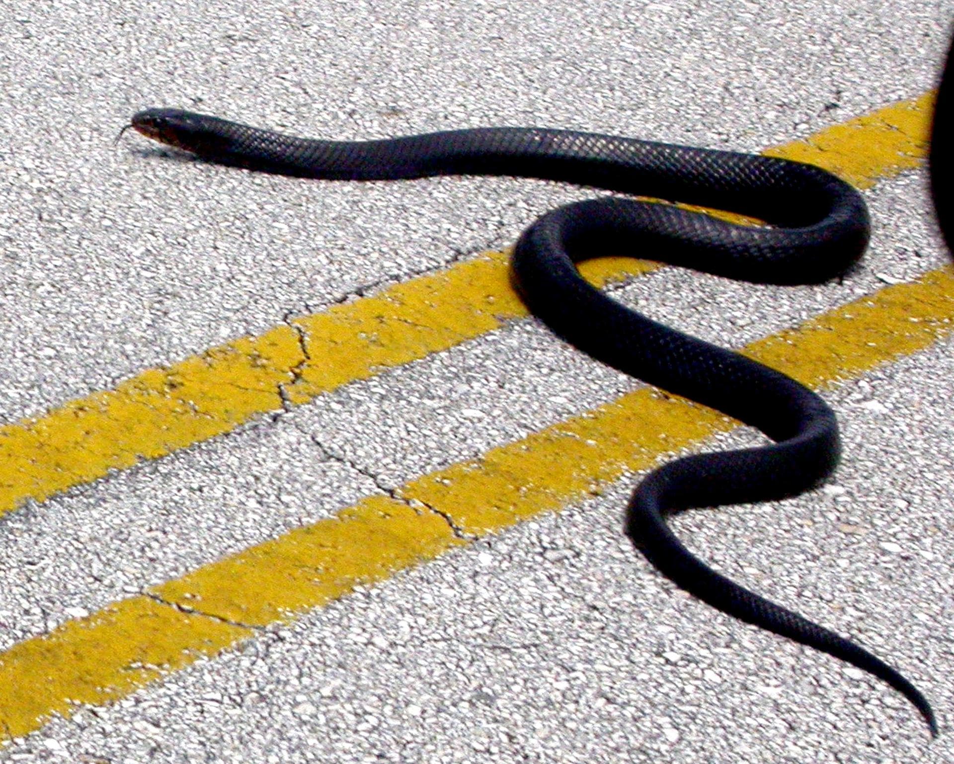 KENNEDY SPACE CENTER, FLA. - A blue-black indigo snake is seen crossing a roadway inside the Center. Indigo snakes are active during the day and spend a great deal of time foraging for food and mates