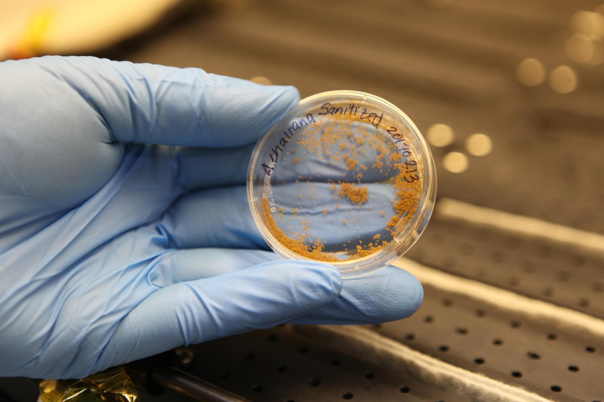 Inside a laboratory at the Space Station Processing Facility at NASA's Kennedy Space Center in Florida, scientists prepare Apogee wheat seeds for the science carrier, or base, of the Advanced Plant Ha