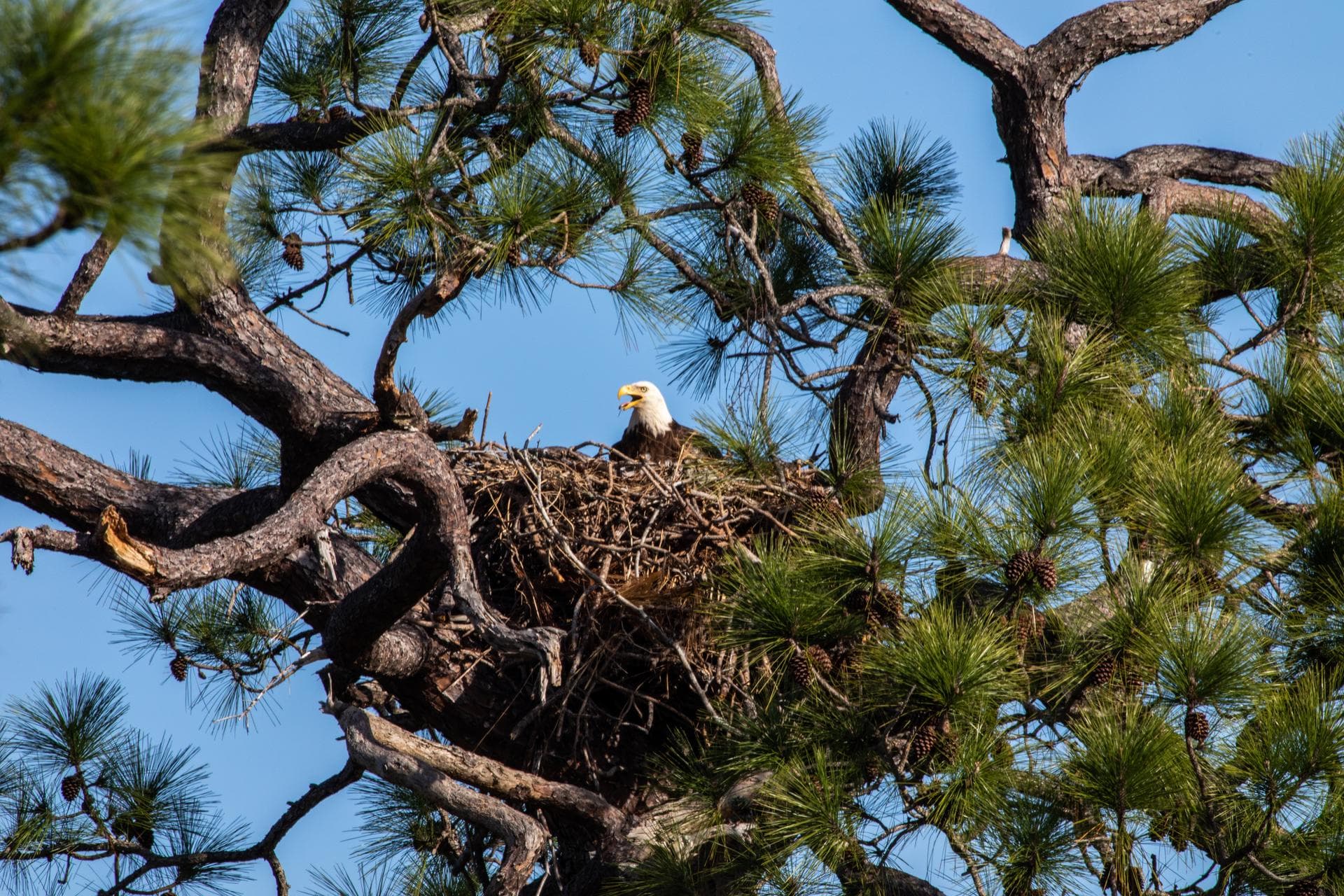 A southern bald eagle occupies a nest at NASA’s Kennedy Space Center on Jan. 20, 2023. After a recent fire burned a tree that housed an eagles’ nest for several years, the birds returned to the area o