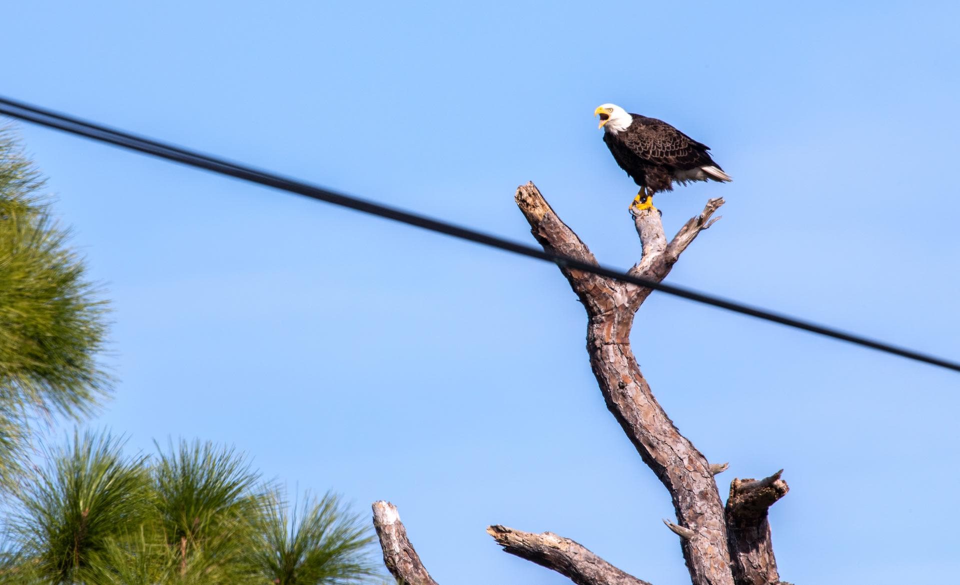 A southern bald eagle is perched in a tree at NASA’s Kennedy Space Center on Jan. 20, 2023. After a recent fire burned a tree that housed an eagles’ nest for several years, the birds returned to the a