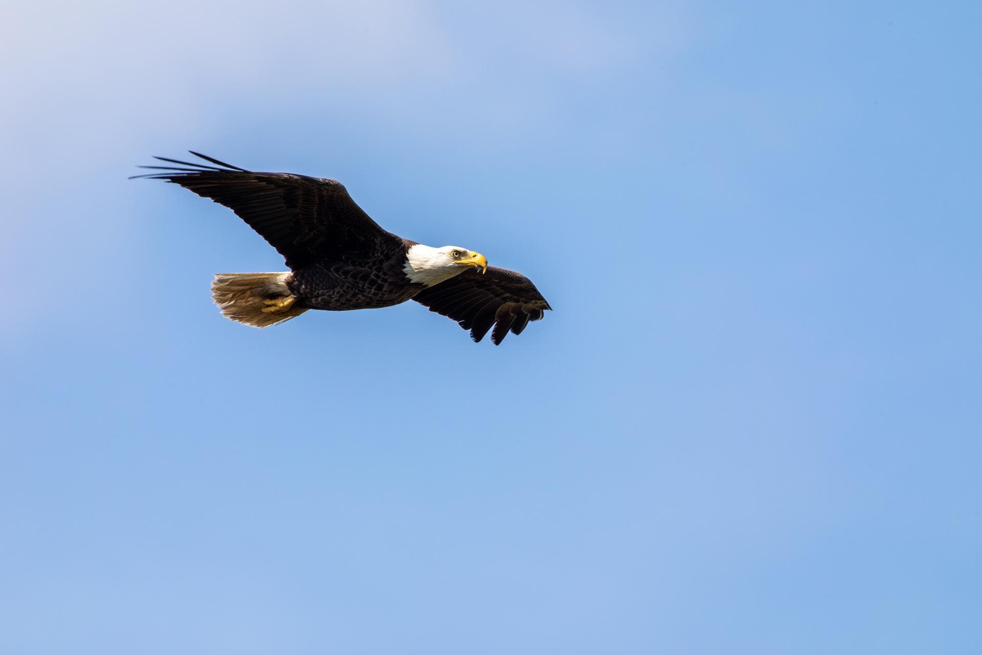 An American bald eagle soars through the sky at NASA’s Kennedy Space Center on March 8, 2023. The eagle is part of a mating pair that takes up residence at the Florida spaceport during nesting season.