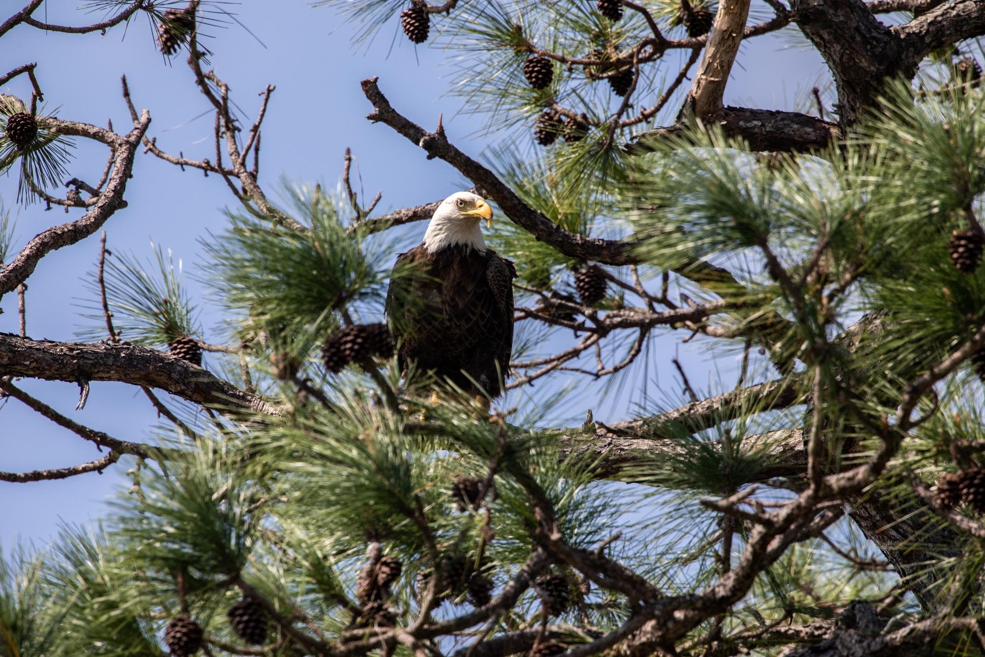 An American bald eagle is perched in a tree near its nest at NASA’s Kennedy Space Center on March 8, 2023. The eagle is part of a mating pair that takes up residence at the Florida spaceport during ne