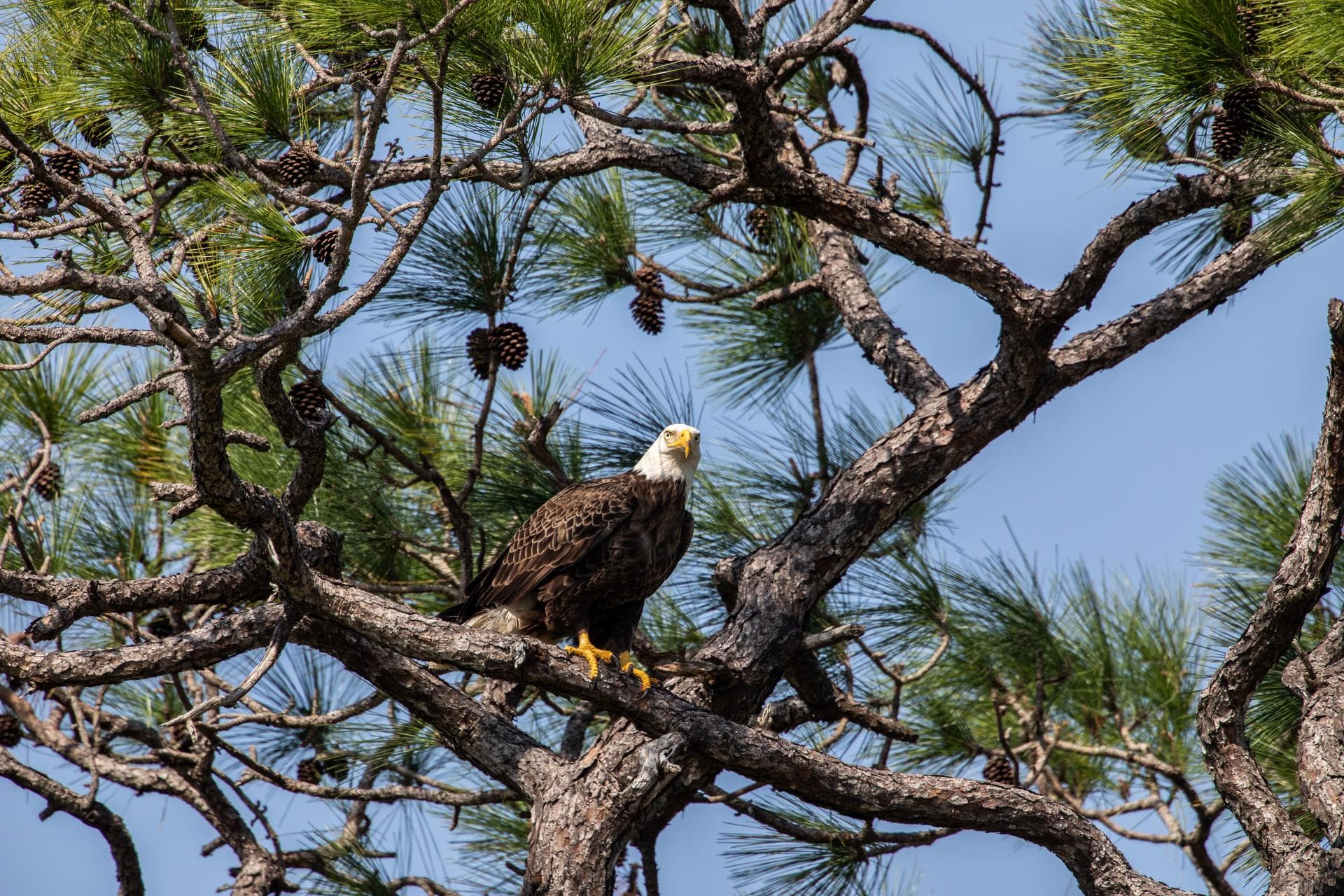 An American bald eagle is perched in a tree near its nest at NASA’s Kennedy Space Center on March 8, 2023. The eagle is part of a mating pair that takes up residence at the Florida spaceport during ne