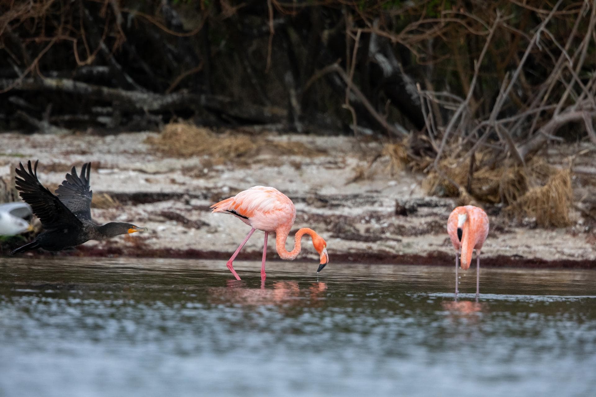 American Flamingos cool off in the Indian River at Haulover Canal on Merritt Island on Thursday, Jan. 11, 2024. The American Flamingos are more common in Mexico and Cuba but the winds from Hurricane I