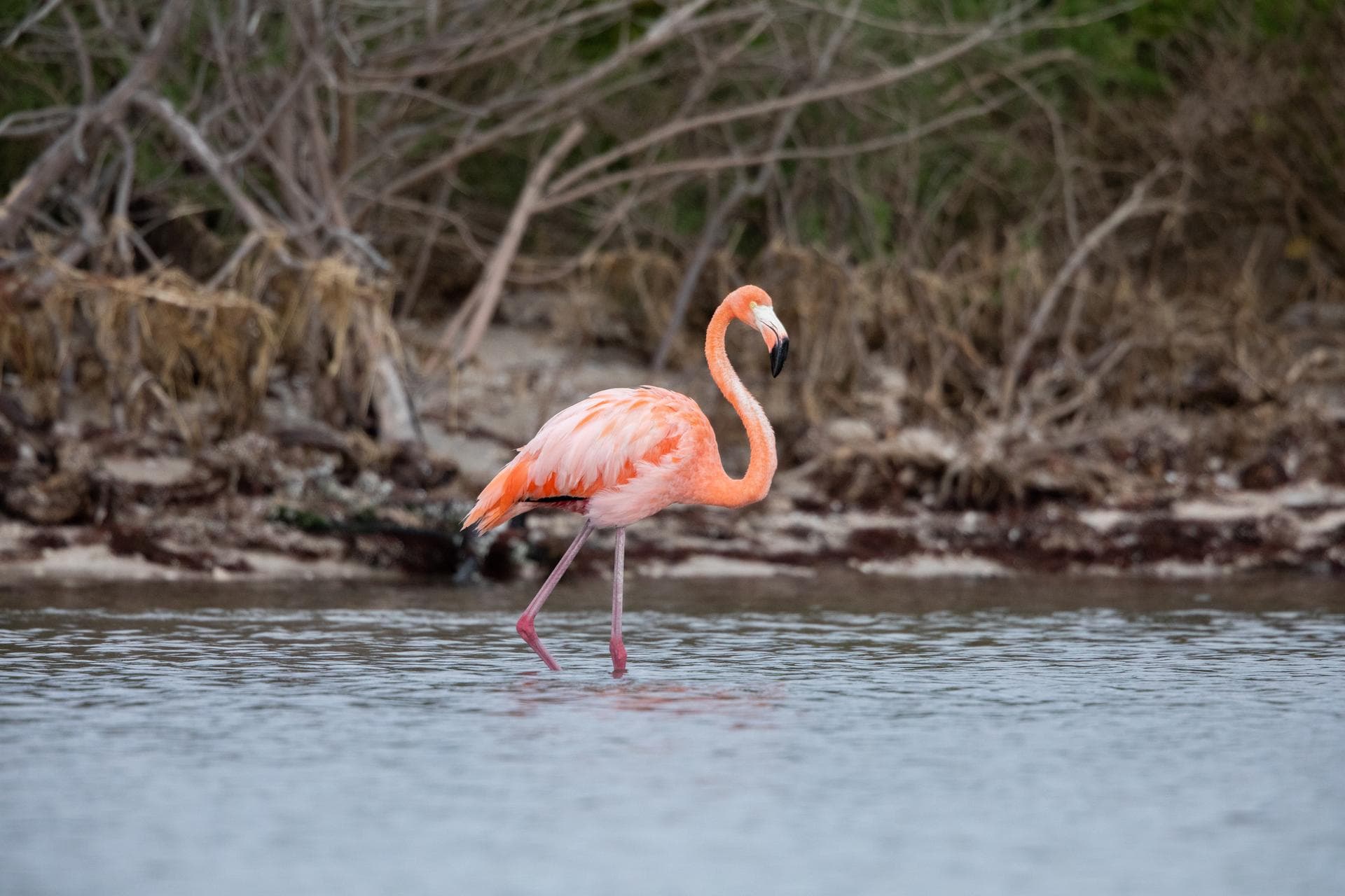 An American Flamingo cools off in the Indian River at Haulover Canal on Merritt Island on Thursday, Jan. 11, 2024. The American Flamingos are more common in Mexico and Cuba but the winds from Hurrican