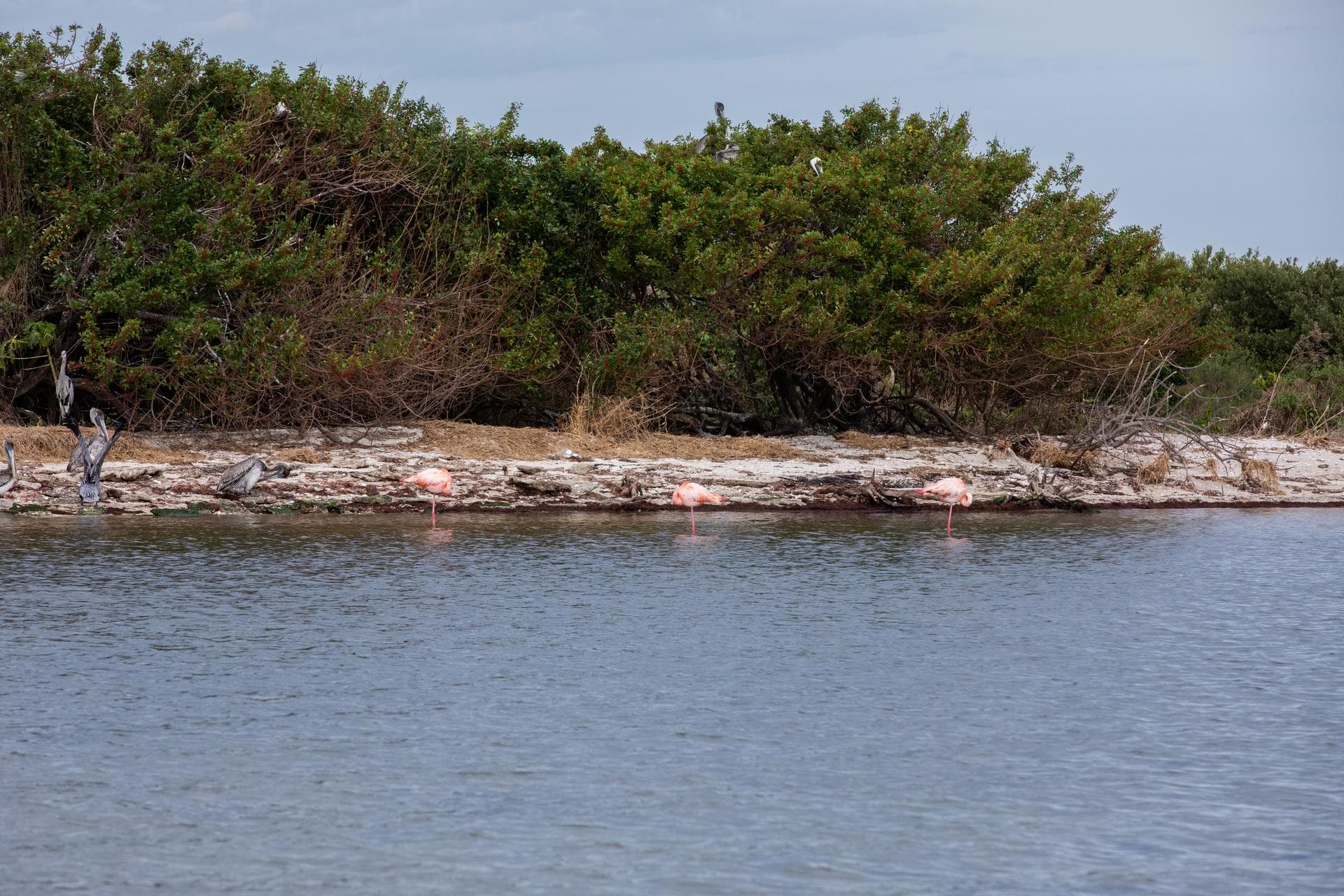 Three American Flamingos cool off in the Indian River at Haulover Canal on Merritt Island on Thursday, Jan. 11, 2024. The American Flamingos are more common in Mexico and Cuba but the winds from Hurri