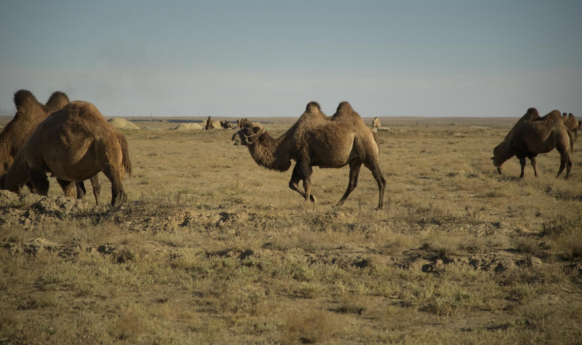 Camels are seen as NASA and Roscosmos teams arrive in advance of the launch of Expedition 57 Flight Engineer Nick Hague of NASA and Flight Engineer Alexey Ovchinin of Roscosmos, Monday, Oct. 8, 2018 i