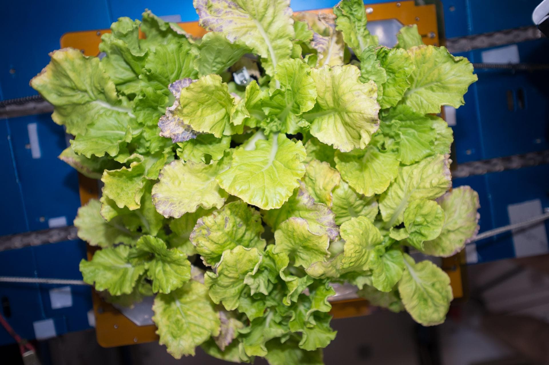 View of cabbage plants in the Vegetable Production System (Veggie) bellows, with the bellows secured to the Maintenance Work Area (MWA) in the Harmony Node 2. Image was taken during final harvesting o