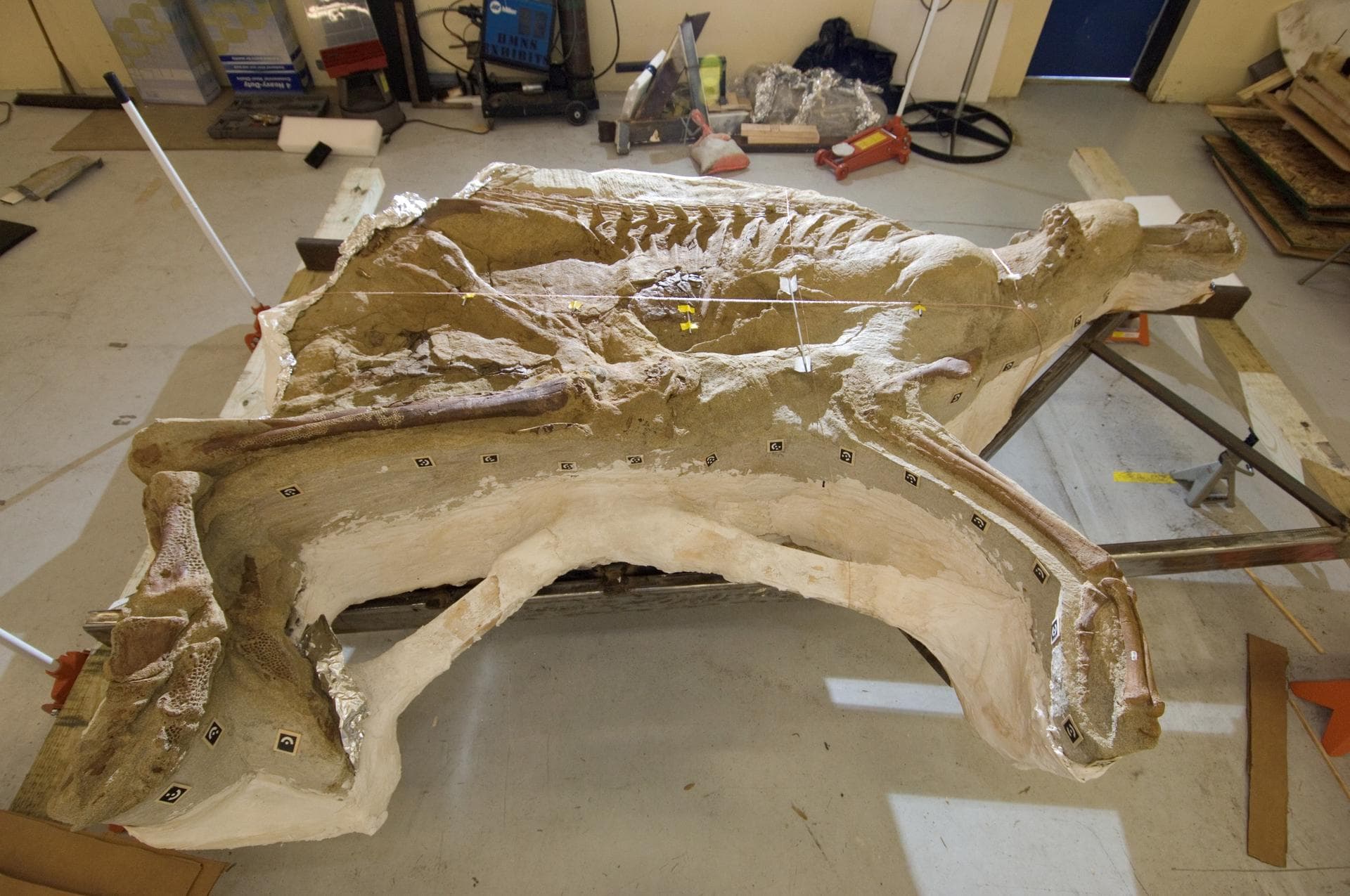 Documentation of NASA's partnership with the Houston Museum of Natural Science and Montana's Great Plains Dinosaur Museum to provide an insulated facility at Ellington Field in which the Leonardo Proj