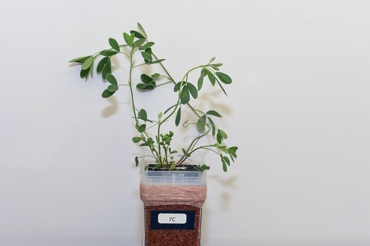 Alfalfa (Medicago sativa) grown with reduced lignin during preflight testing as part of Dissecting Beneficial Plant-Microbe Interactions and their Efficacy in the ISS Spaceflight Environment, a Model